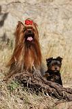 YORKSHIRE TERRIER 507